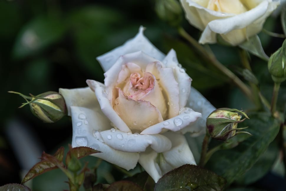 white rose with water on top closeup photography preview