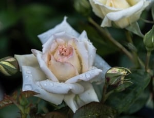 white rose with water on top closeup photography thumbnail