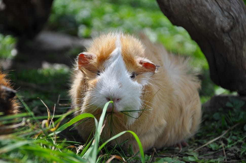 white and tan abbysinian guinea pig preview