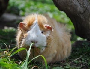 white and tan abbysinian guinea pig thumbnail