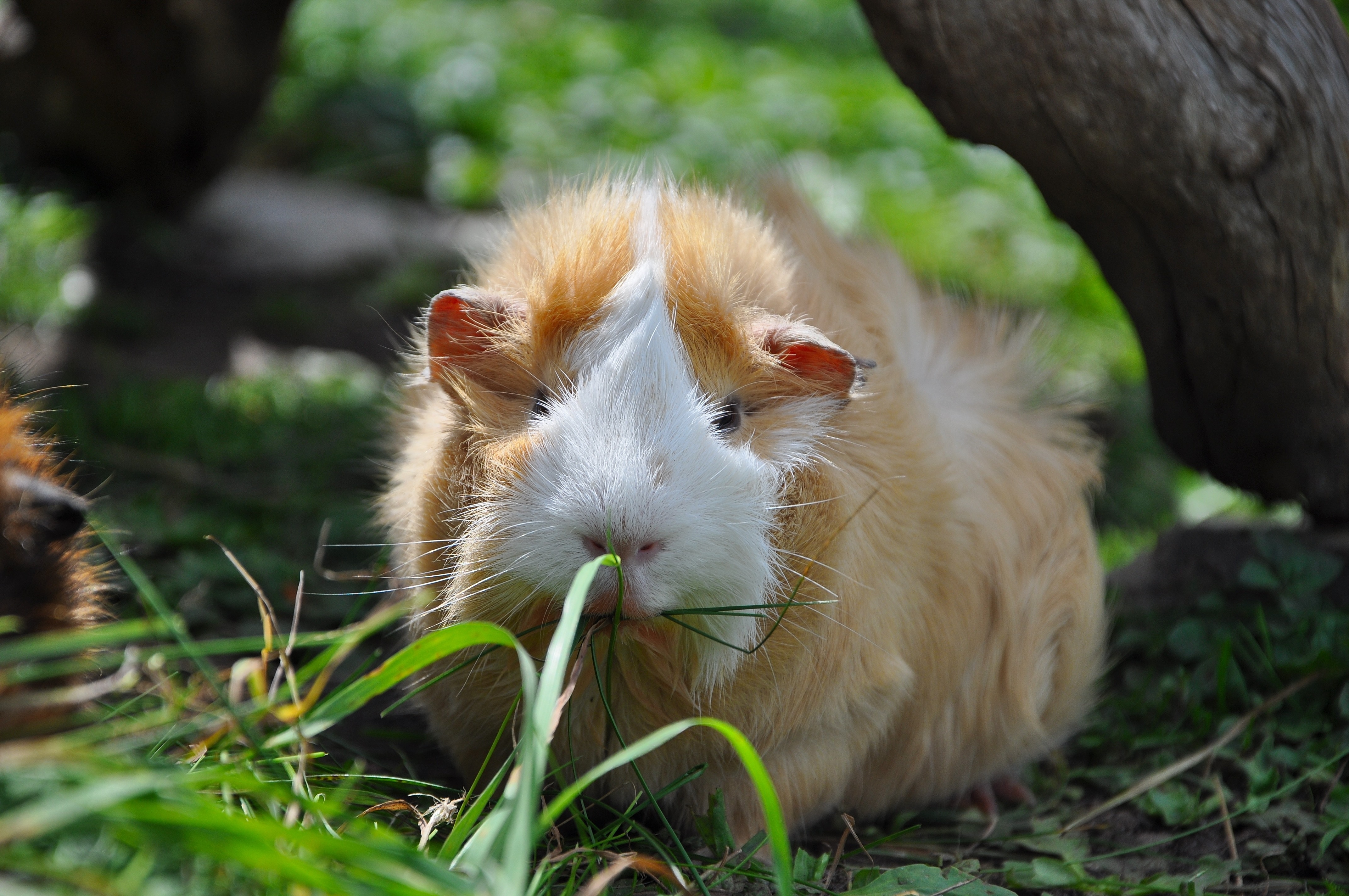 white and tan abbysinian guinea pig