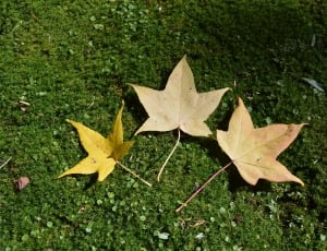 Winter, Nature, Meditation, leaf, autumn thumbnail