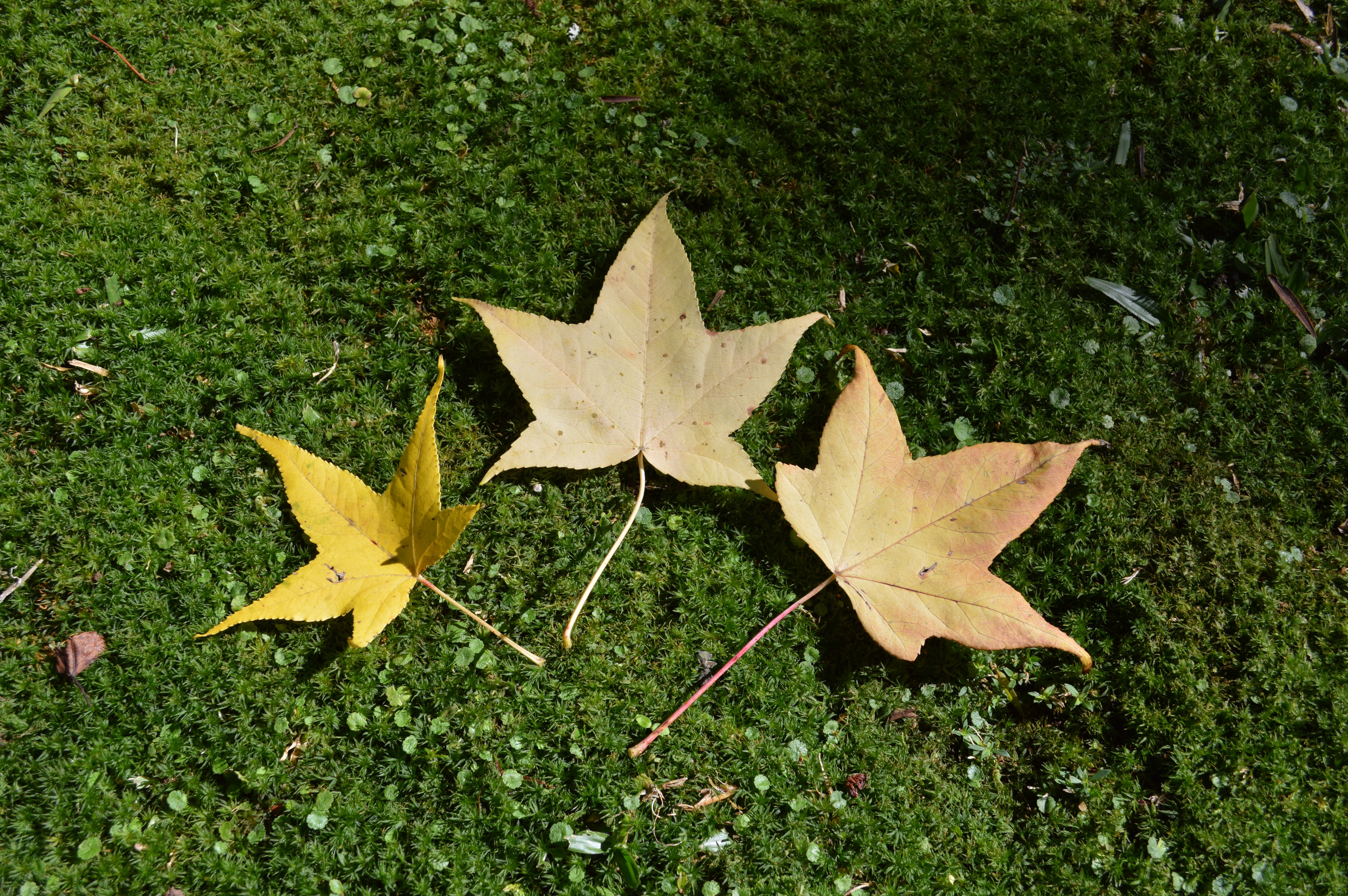 Winter, Nature, Meditation, leaf, autumn