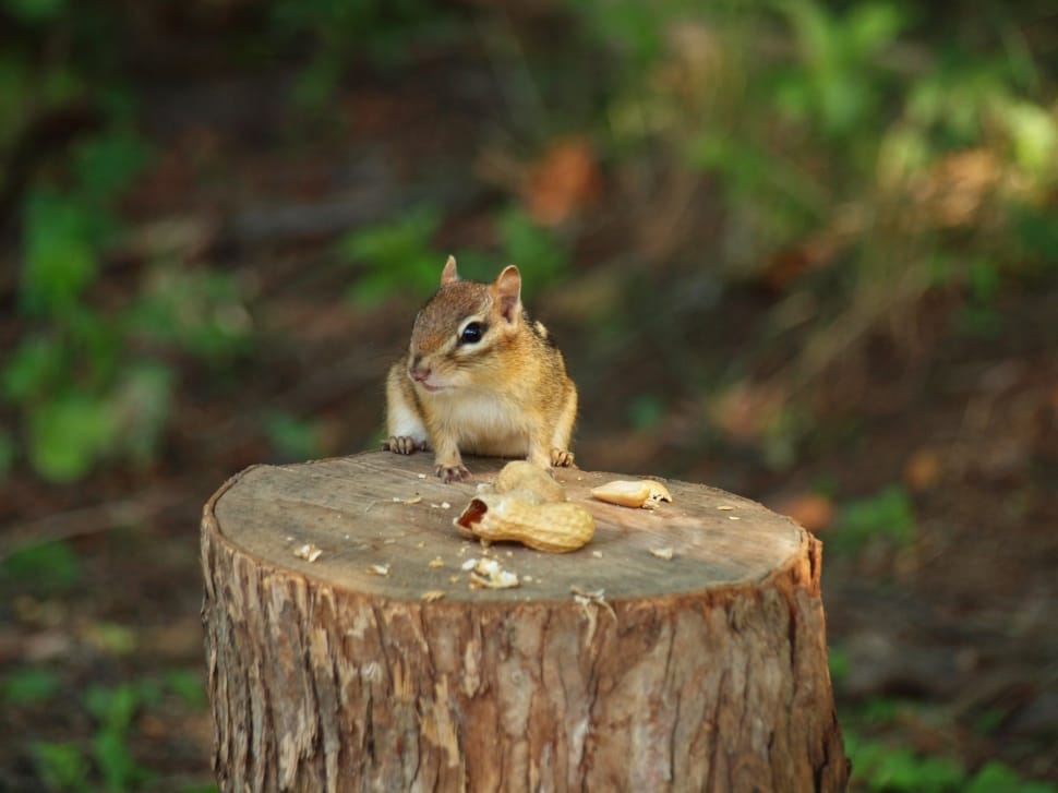 gray and white squirrel standing on wood log preview