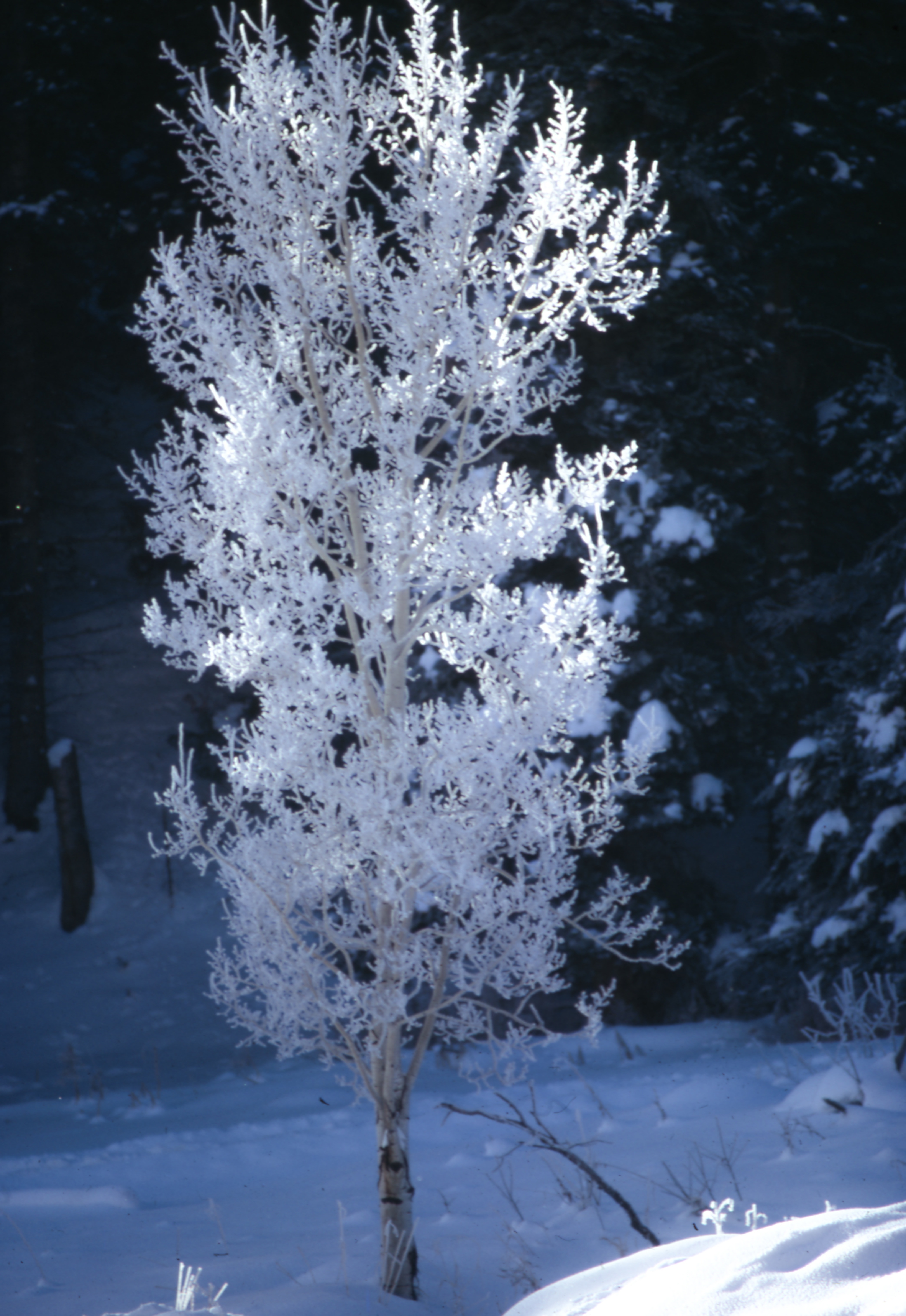 white tree on snowfield during daytime