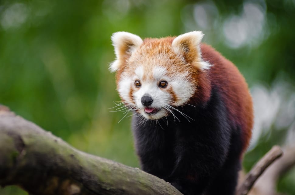 red panda preview