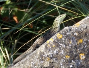 green and gray lizard on a tree thumbnail