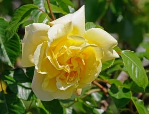 macro shot photograph of yellow flower thumbnail