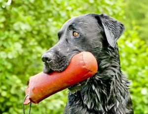 Labrador, Retrieve, Retriever, dog, one animal thumbnail