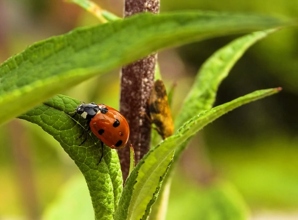 lady bug and green leaf preview