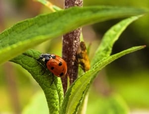 lady bug and green leaf thumbnail