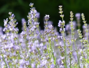 Lavender, Lavender Field, nature, flower thumbnail
