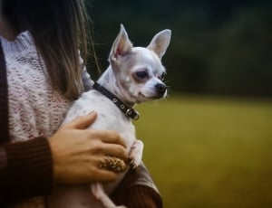 woman in white and brown knitted top carrying white smooth Chihuahua thumbnail