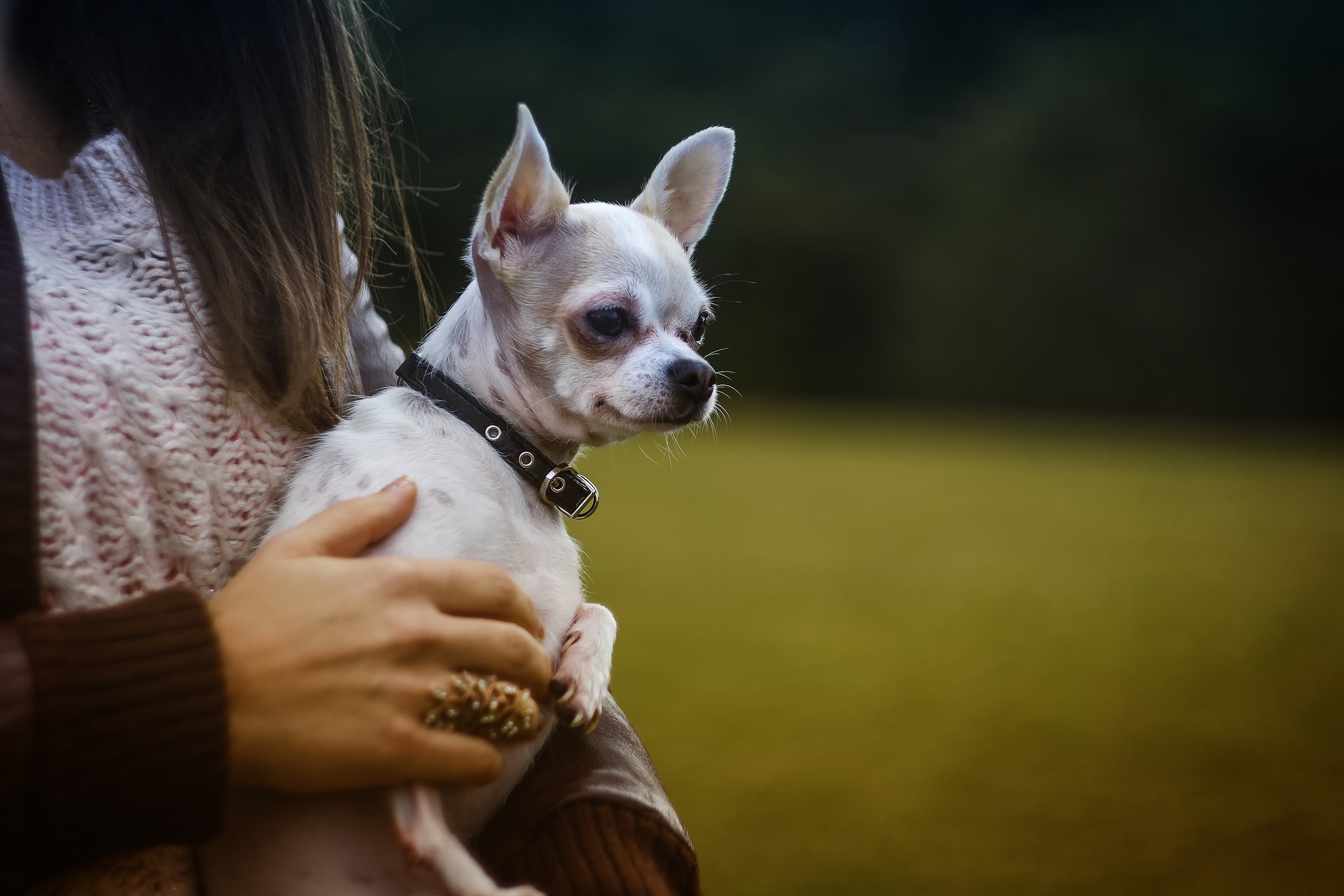 woman in white and brown knitted top carrying white smooth Chihuahua
