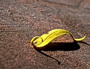 Twisted, Nature, Yellow, Sheet, no people, food and drink thumbnail