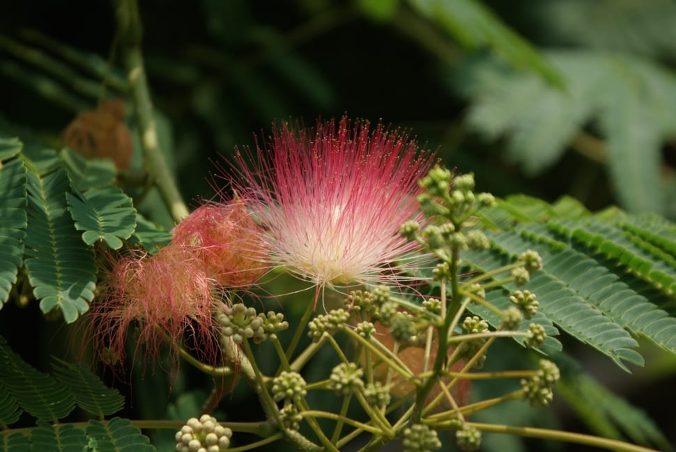 selective focus photography of a red flower preview