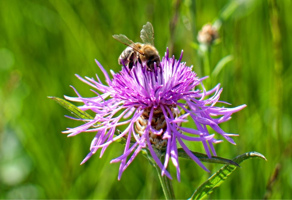 pink bee balm preview