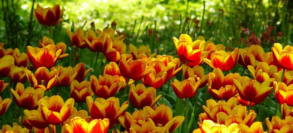 red and yellow flowers preview