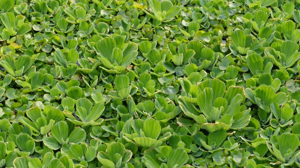Aquatic Plant, Tropical, Floating Plant, green color, vegetable preview