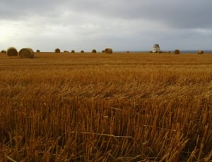 brown wheat field thumbnail