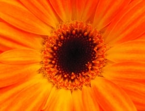 orange petals flower thumbnail