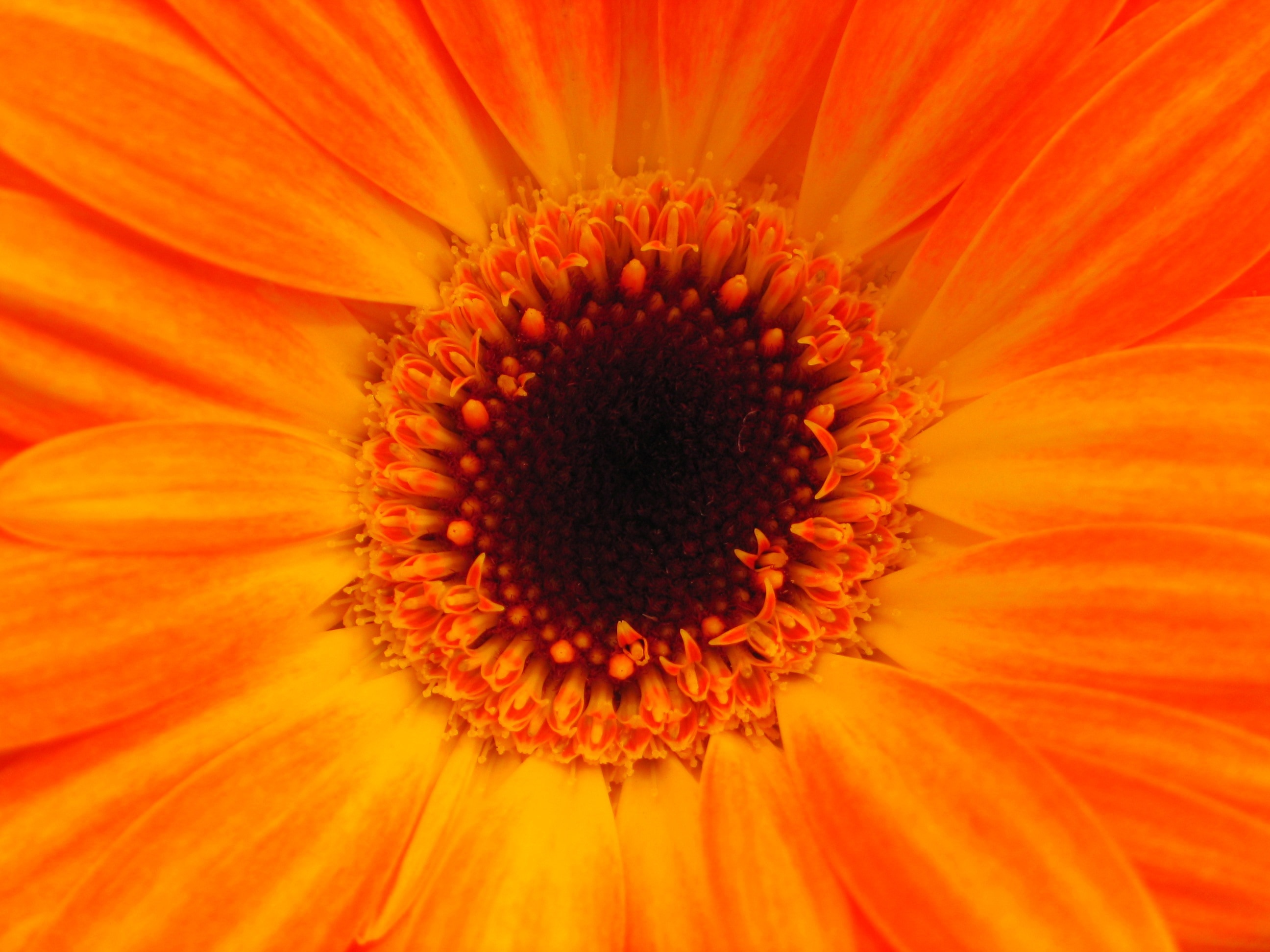 orange petals flower