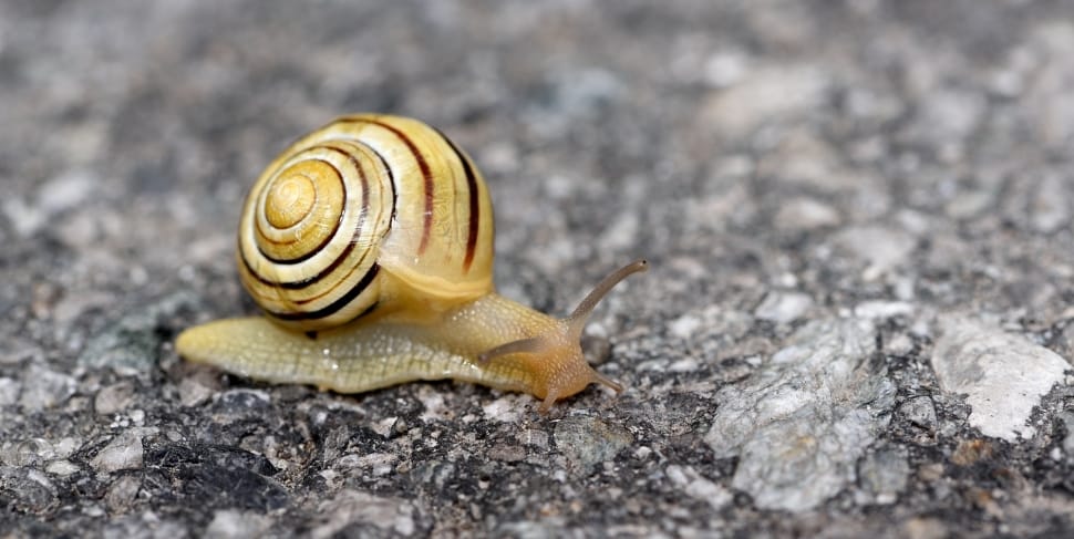 shallow focus of yellow and brown snail during daytime preview