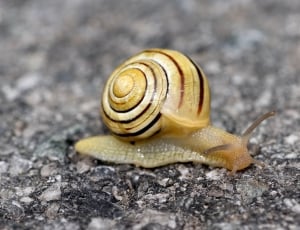 shallow focus of yellow and brown snail during daytime thumbnail