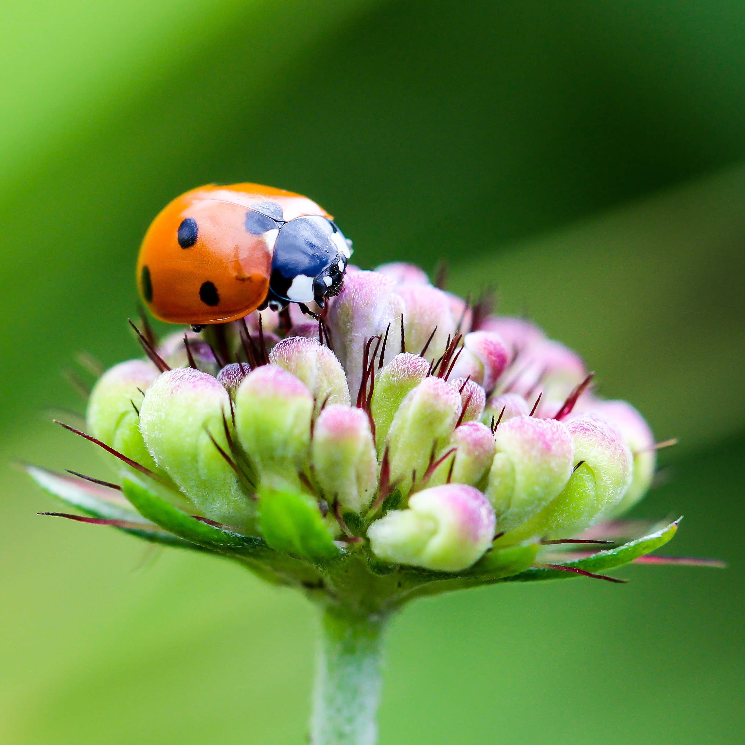 red and black lady bug