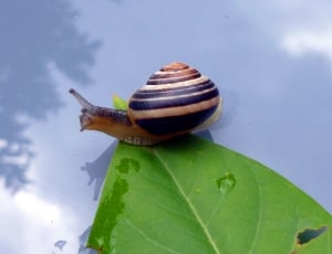 brown and beige snail and green leaf thumbnail
