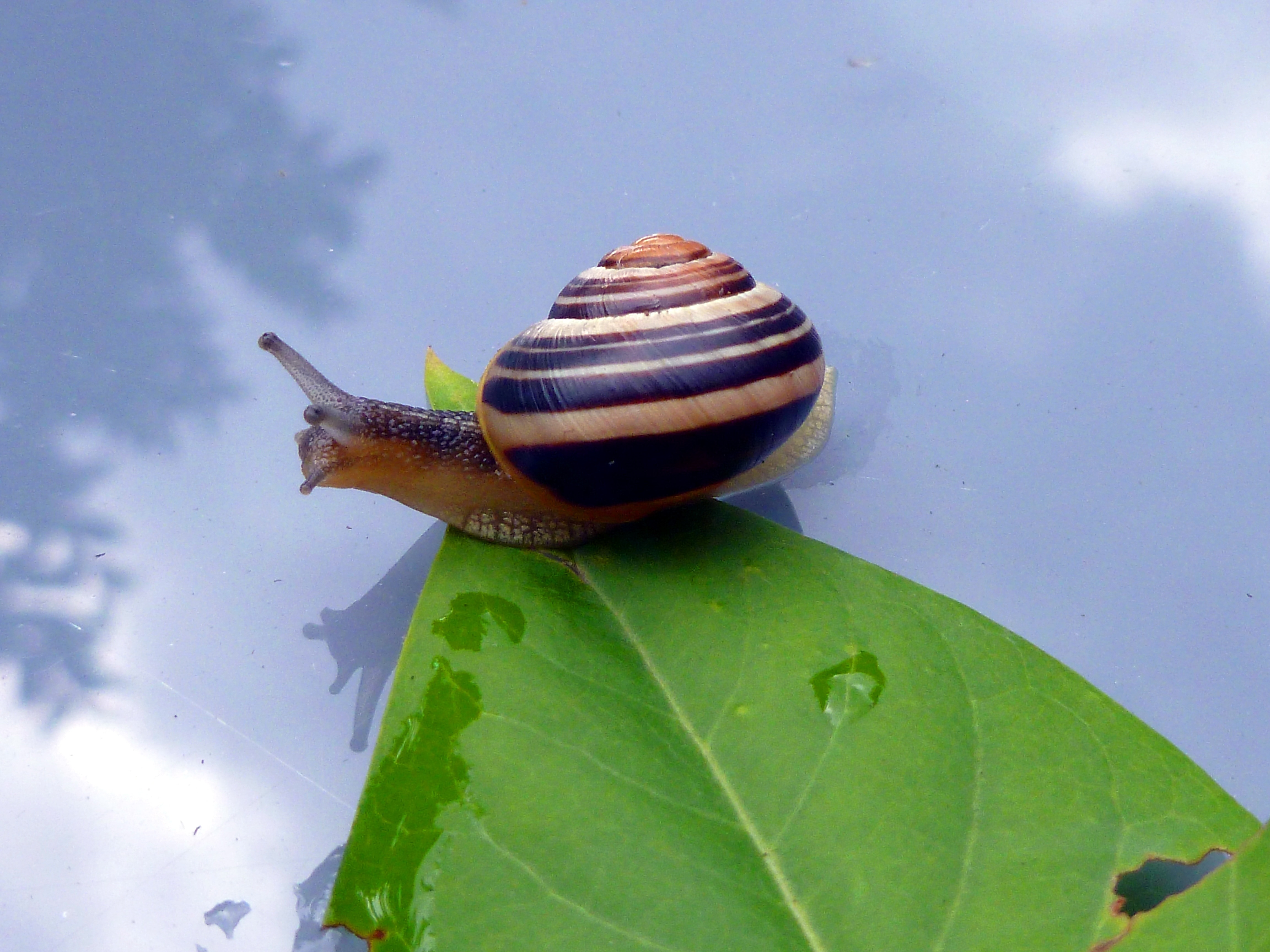 brown and beige snail and green leaf