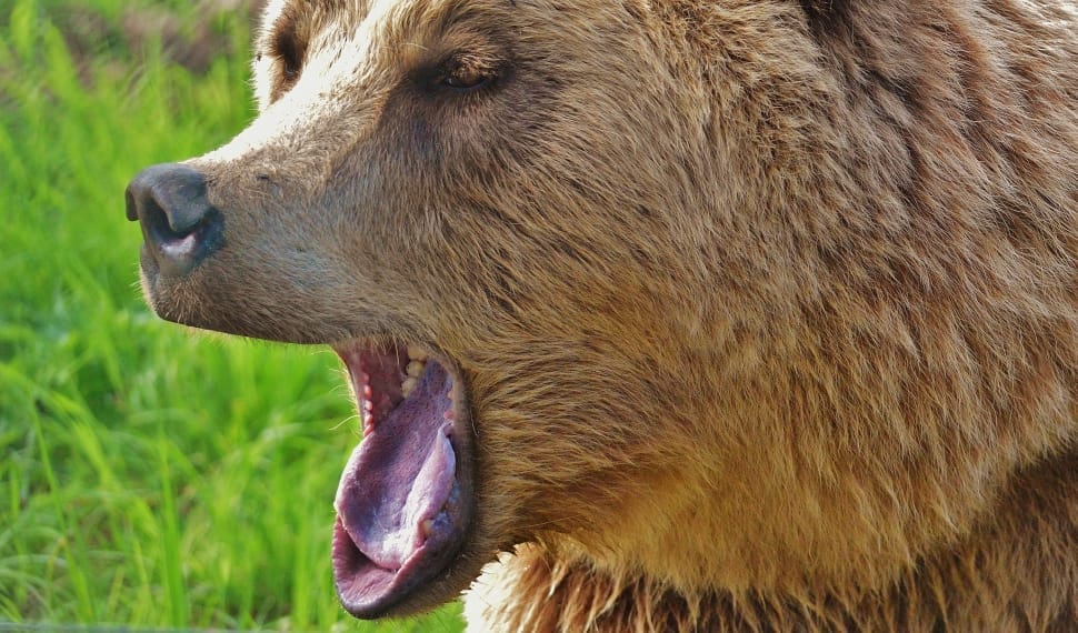 brown grizzly bear preview