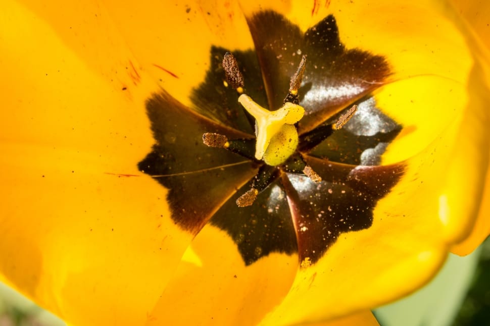 yellow and black petaled flower in closeup photography preview