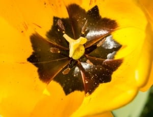 yellow and black petaled flower in closeup photography thumbnail