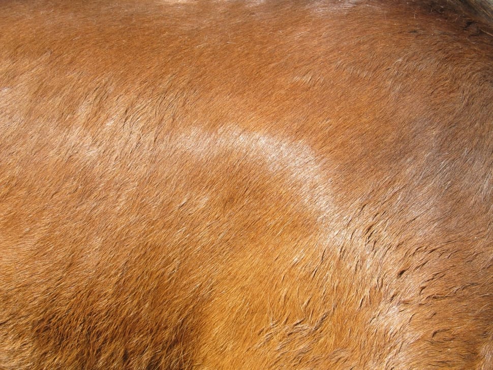 brown fur preview