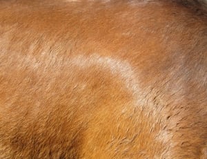 brown fur thumbnail