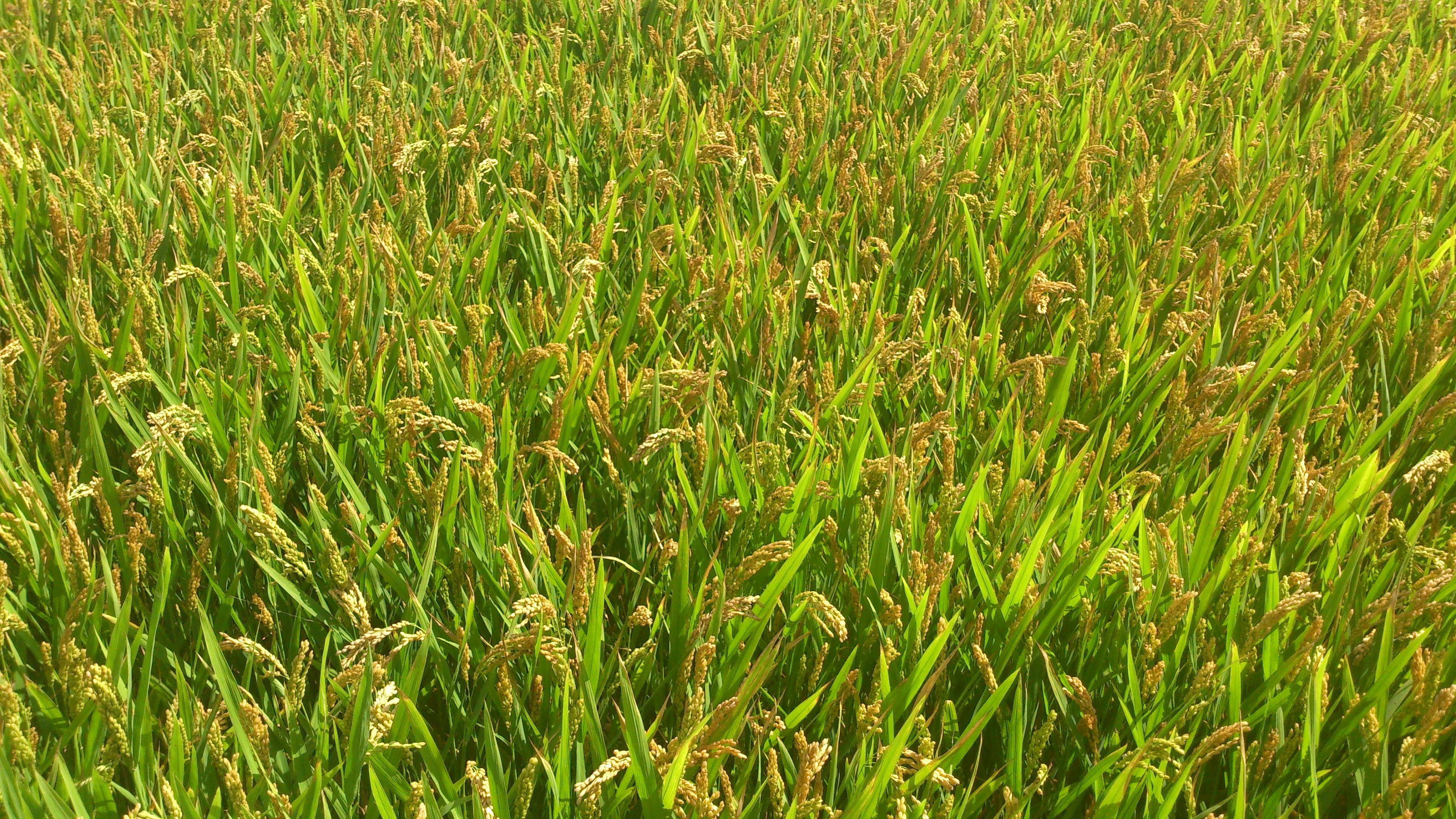 Рисовый сорняк сканворд. Сорняки на рисовых полях. Сорняки на поле. Трава кукурузное поле. Рисовые колосья.