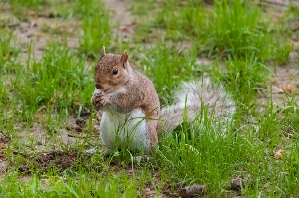 white and brown squirrel preview