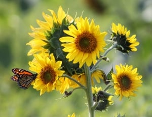 monarch butterfly perched on sunflowers in shallow focus lens thumbnail