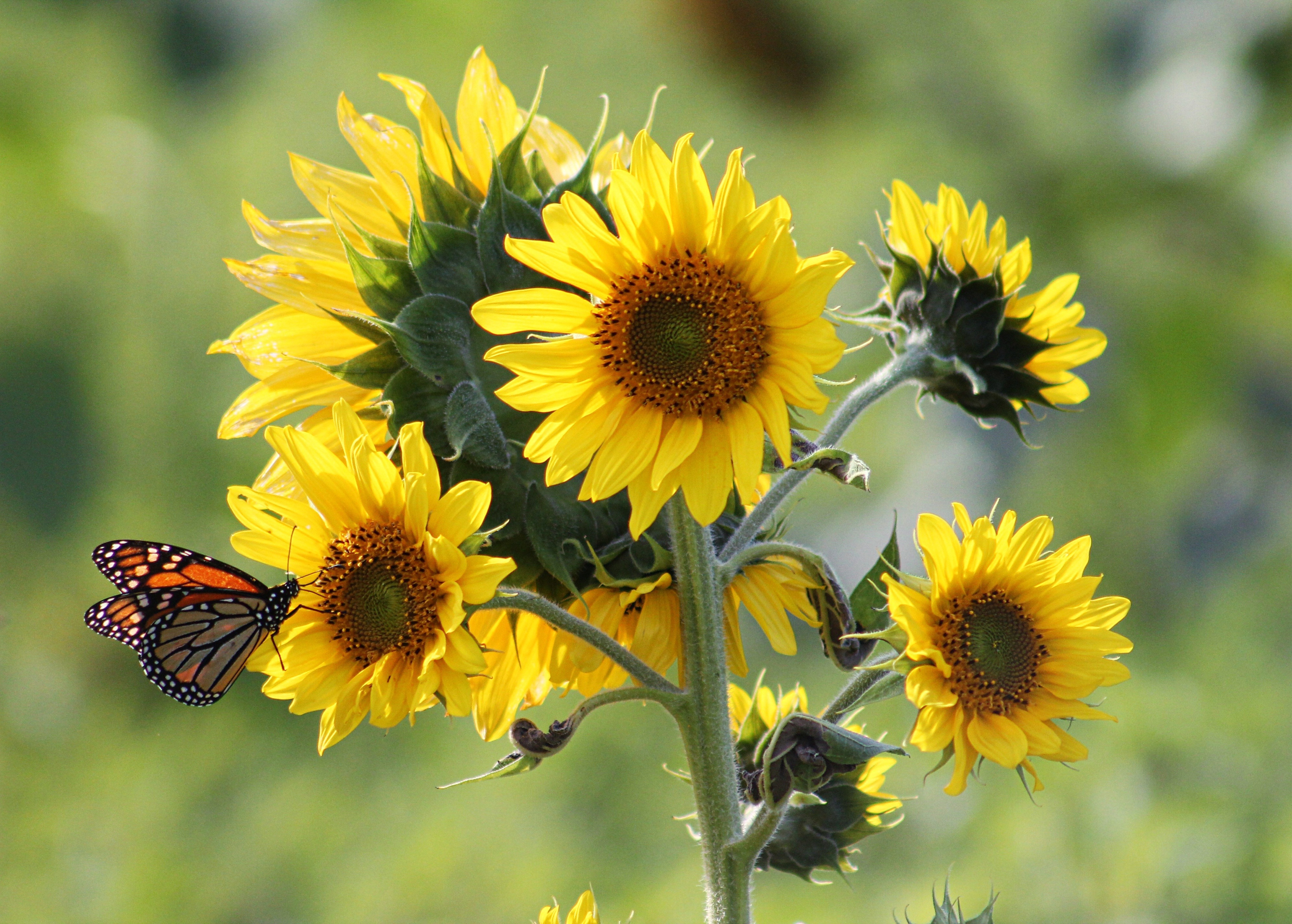 monarch butterfly perched on sunflowers in shallow focus lens