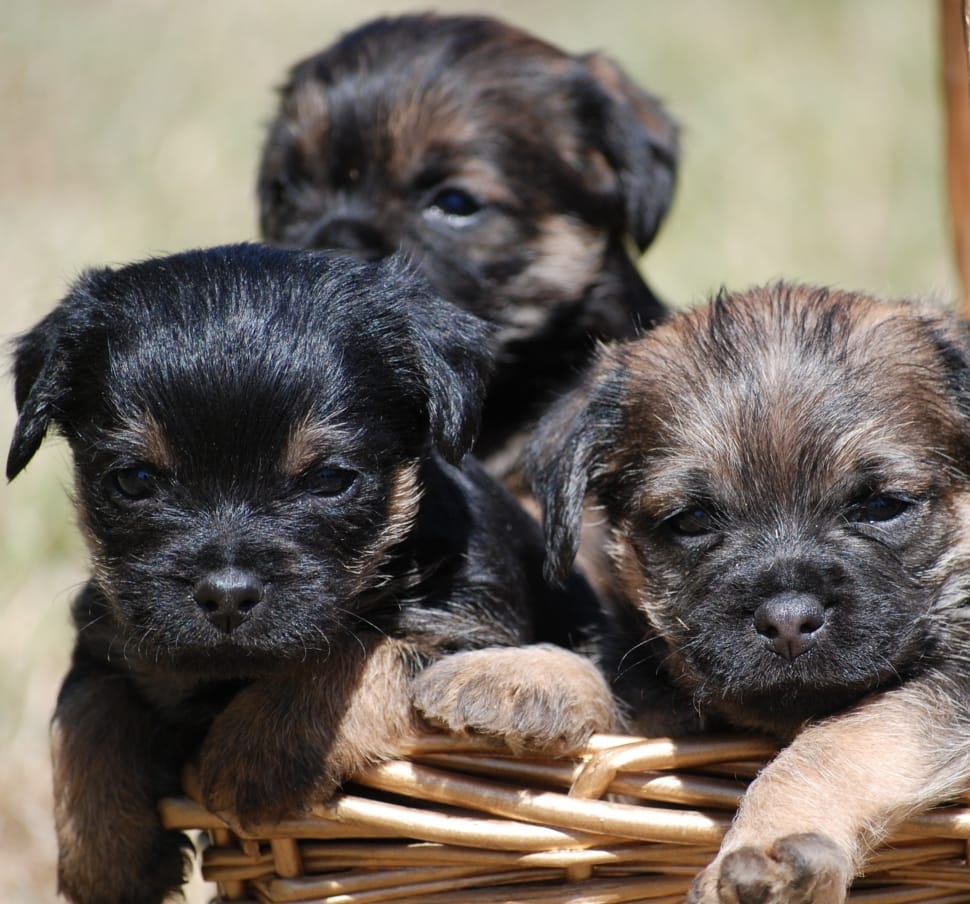 black and brown long coated puppies preview