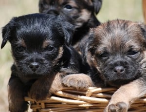 black and brown long coated puppies thumbnail
