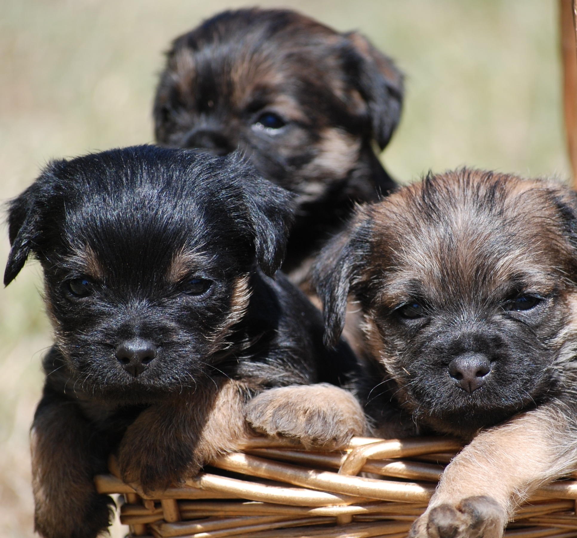 black and brown long coated puppies