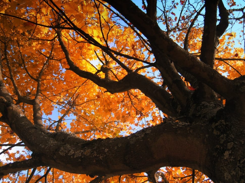 maple tree preview