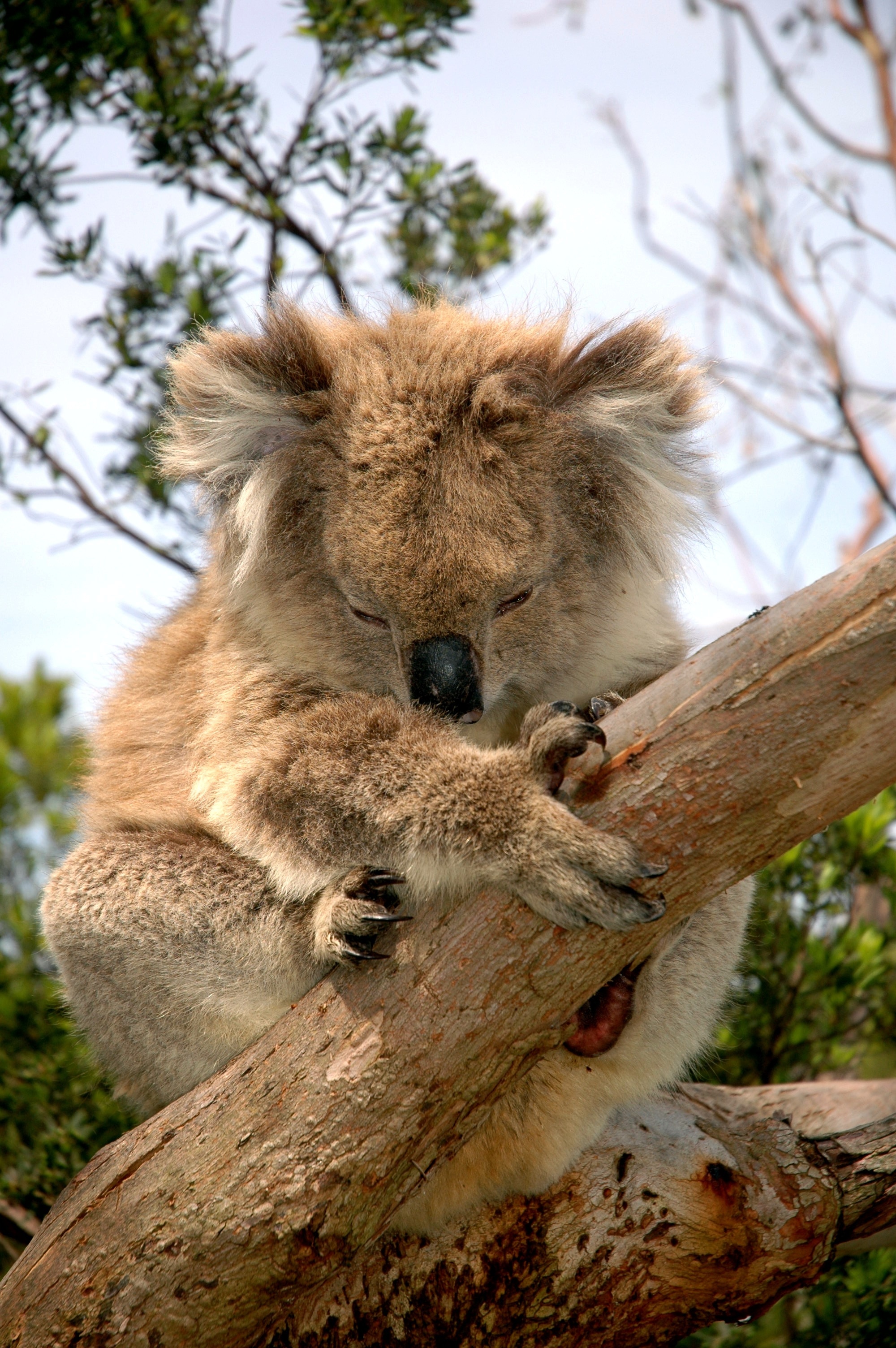 brown koala