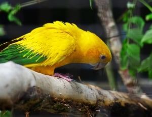 Golden Conure, Parrot, one animal, animal themes thumbnail