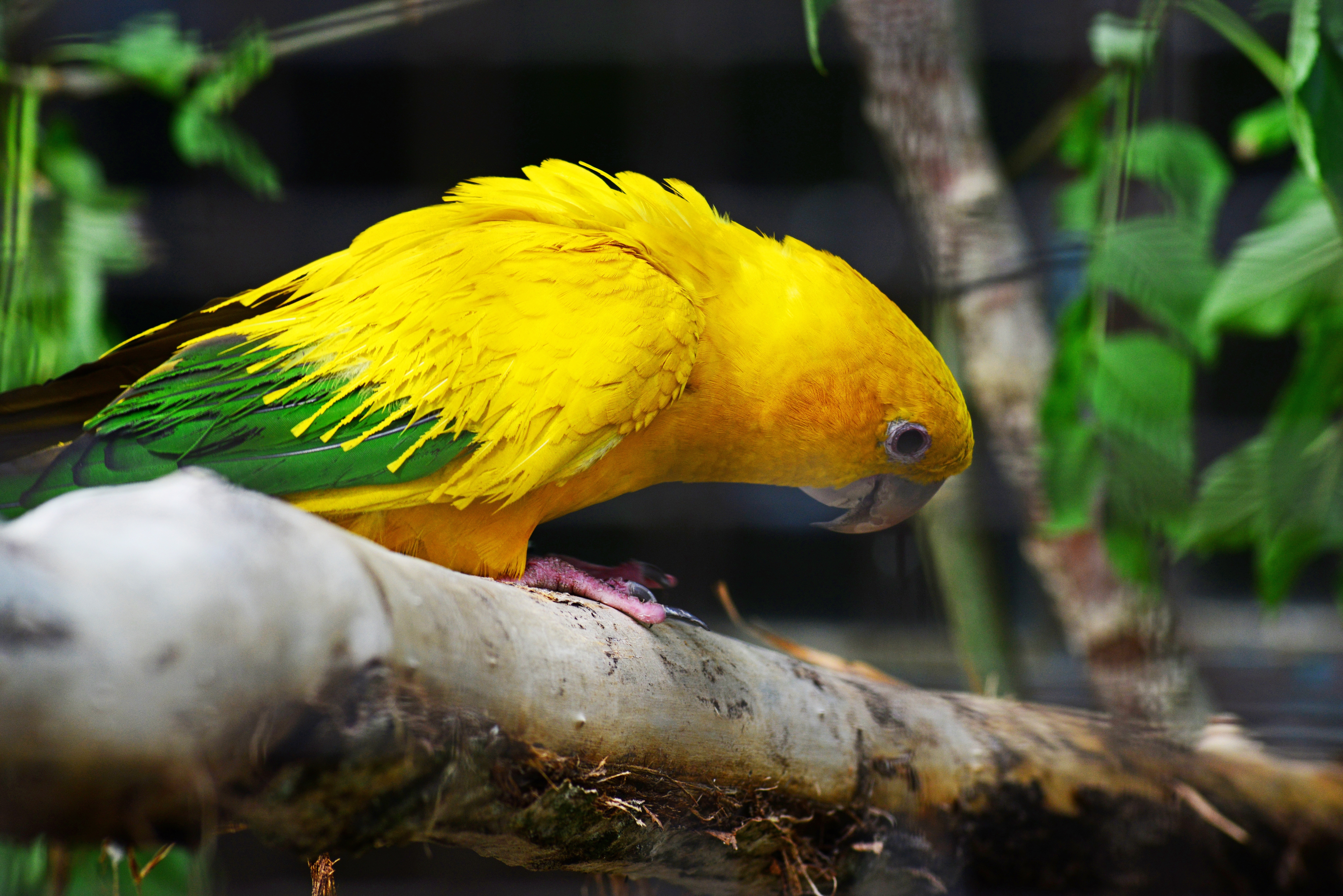 Golden Conure, Parrot, one animal, animal themes