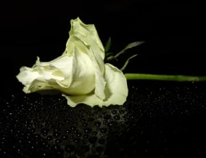 white rose on black surface thumbnail