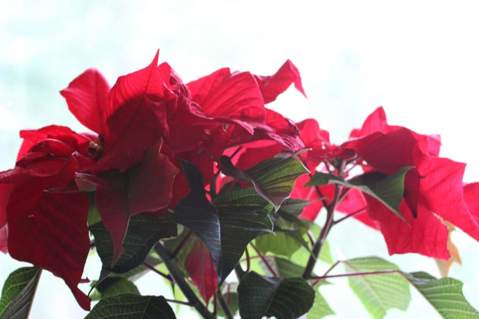 closeup photograph of red petal flowers preview