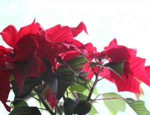 closeup photograph of red petal flowers thumbnail
